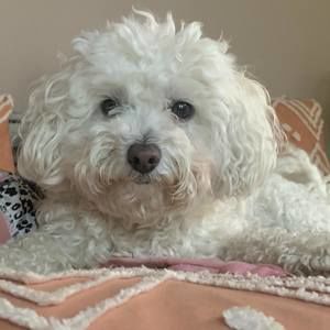 Meet your Posher, Samvicky